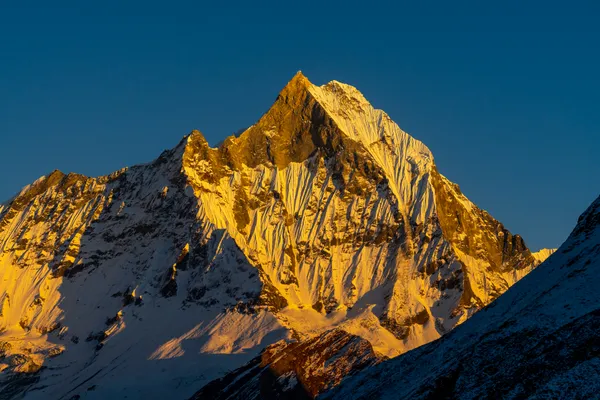 Machapuchare peak bathed in golden sunrise light