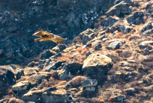 A Himalayan griffon vulture gliding over rocky terrain