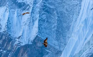 Two Himalayan griffon vultures soaring against a snow-covered mountain face