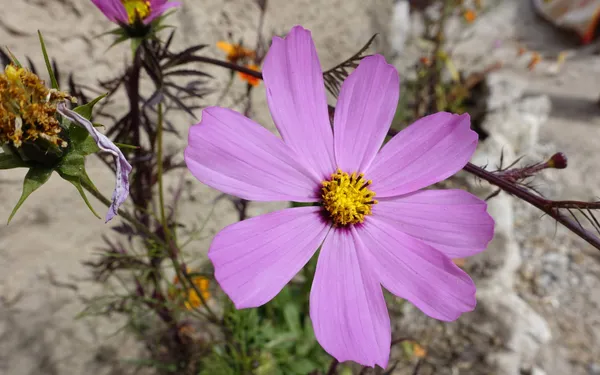 A pink cosmos flower in bloom