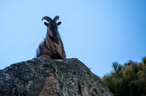 A Himalayan tahr peering over a boulder