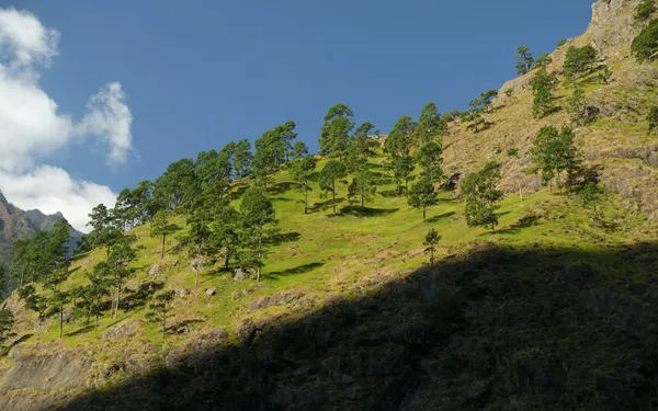 Tall pine trees on a steep grassy slope