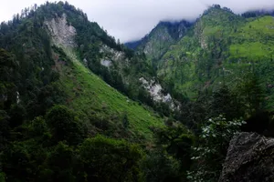 Dense pine forests cloaking mountainsides
