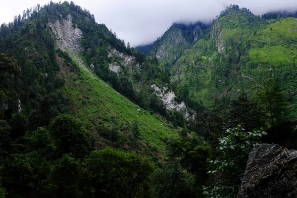 Dense pine forests cloaking mountainsides