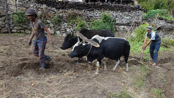 Farmers guiding draft animals through terraced fields