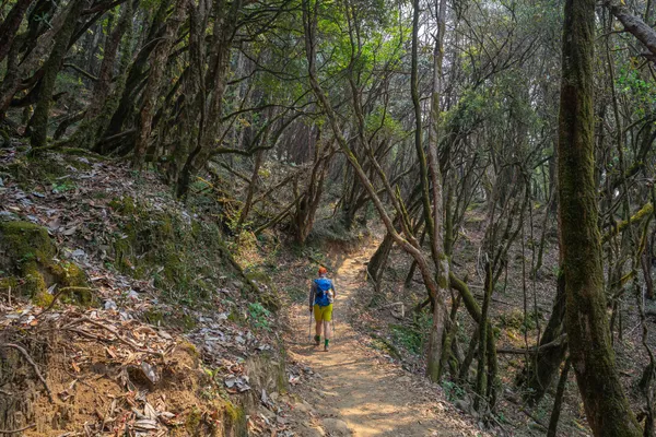 A trekker navigating a dense, moss-draped rhododendron forest