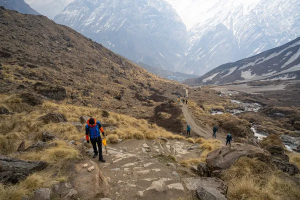 Trekkers on a stone trail through golden grass with snowy slopes beyond