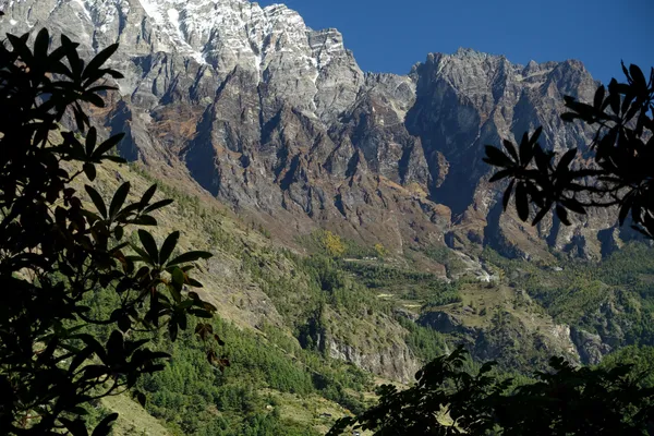 Jagged snow-laden summits seen through forest canopy