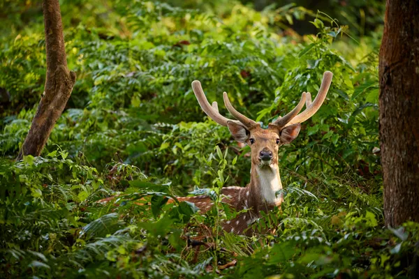 A chital buck with branching antlers standing alert in Chitwan's jungle