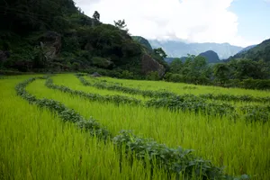 Vibrant green rice terraces on a hillside