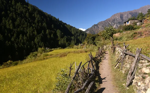 A trekking path cutting through golden barley fields