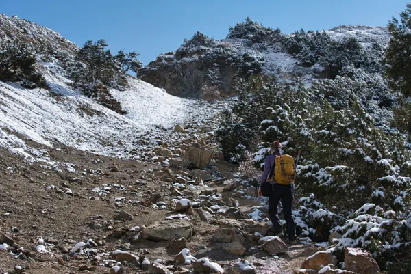 A hiker climbing a steep snow-dusted rocky trail through hardy juniper bushes toward Yamda La