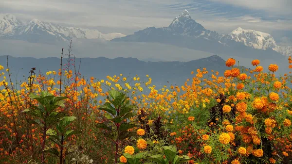 Bright orange marigolds blazing in the foreground with the snowy Annapurna range behind