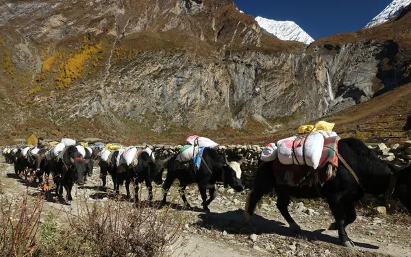 A column of loaded yaks beside a thundering waterfall