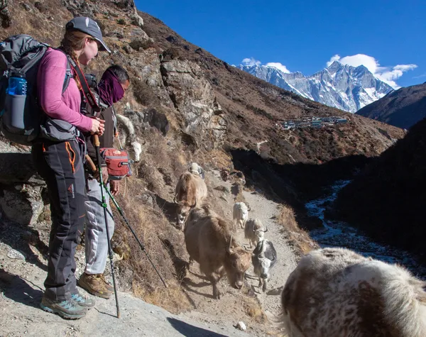 A yak caravan passing trekkers with Lhotse in the distance