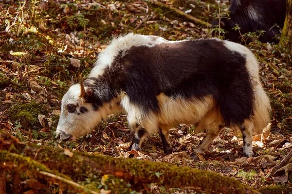 A shaggy brown-and-white yak grazing among fallen leaves in the forest
