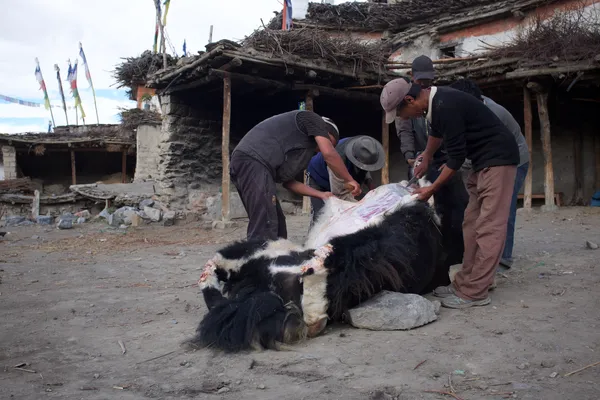 Villagers processing a yak outside a stone house
