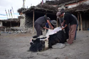 Villagers processing a yak outside a stone house