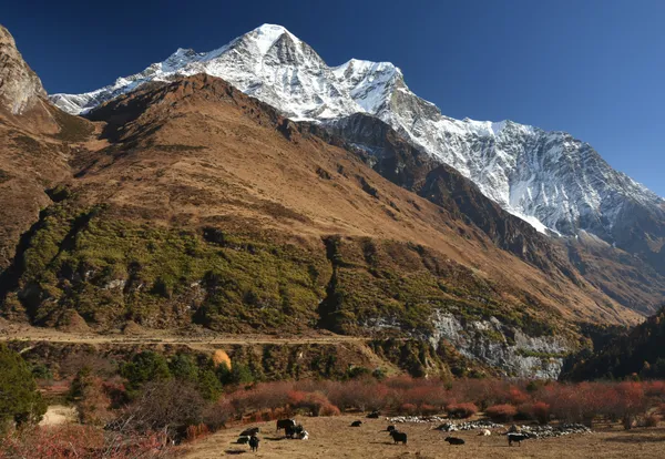 Yaks grazing in a high-altitude valley beneath snowy peaks surrounding Sama Gaon