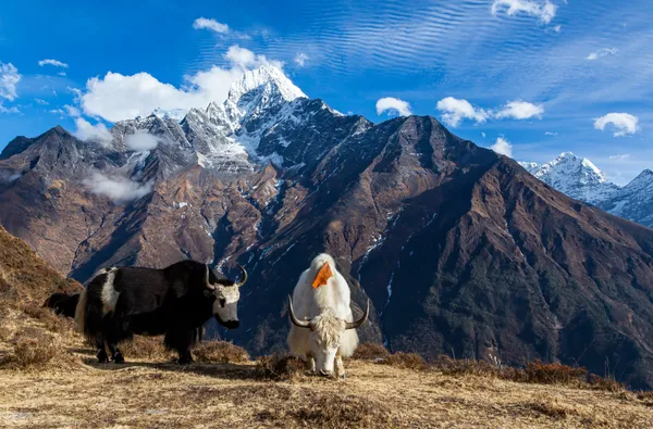 Yaks grazing near the Sanasa junction with Ama Dablam behind