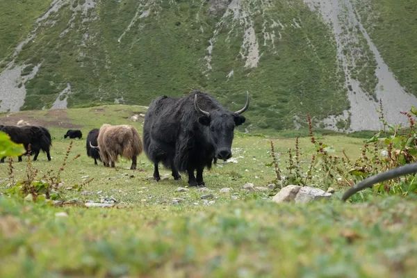 Black yaks grazing on high-altitude pastures