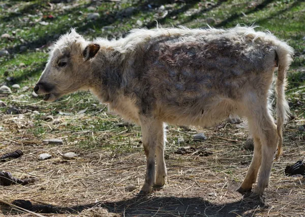 A fuzzy dzo calf standing in sunlit high-altitude pastures near Ghar Gompa