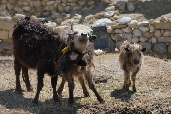 Three shaggy juvenile yaks huddled against a rustic stone wall in a sunlit field