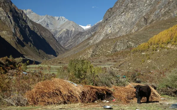 A young black yak standing near hay in a wide valley